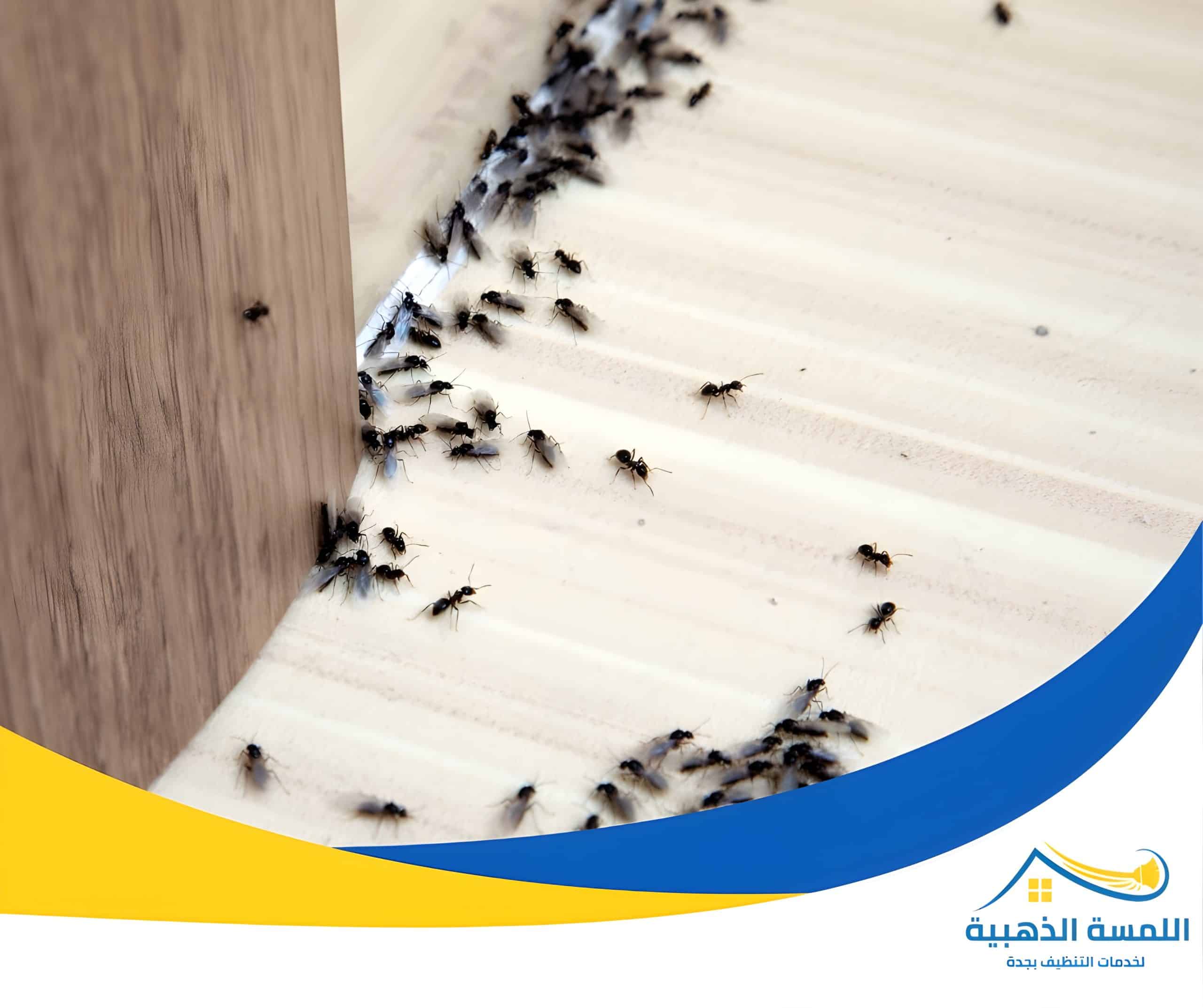 شركة مكافحة حشرات بجدة